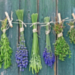 10 Medicinal Herbs You Can Grow in Your Home Garden