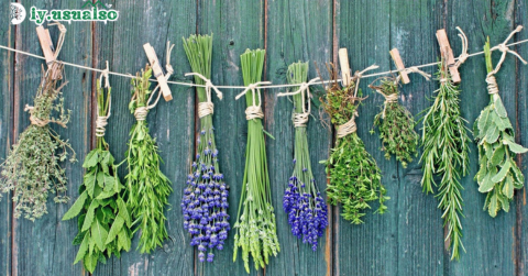 10 Medicinal Herbs You Can Grow in Your Home Garden