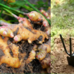 How to Grow Large Amounts of Ginger in Containers