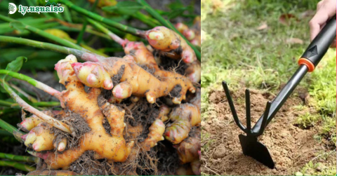 How to Grow Large Amounts of Ginger in Containers