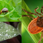 13 Ways to Prevent Pests from Destroying Your Garden!