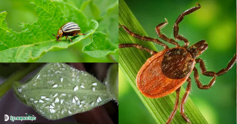 13 Ways to Prevent Pests from Destroying Your Garden!