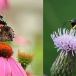 The 10 Flowers that attract pollinators