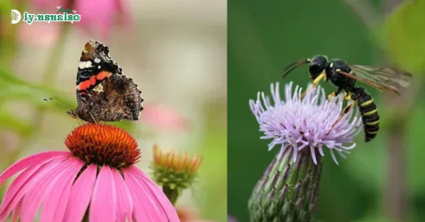 The 10 Flowers that attract pollinators