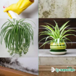 3 Plants That Prevent Moisture and Mold in the Home