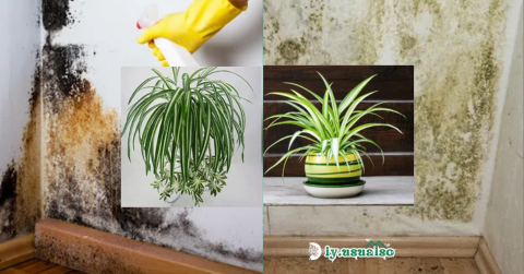 3 Plants That Prevent Moisture and Mold in the Home